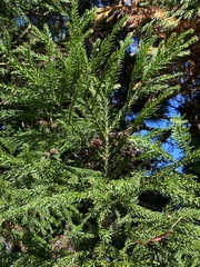 Cryptomeria japonica