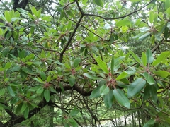 Arbutus tessellata