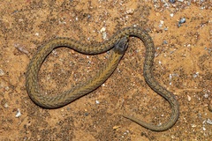 Pygopus schraderi