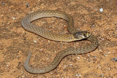 Pygopus schraderi