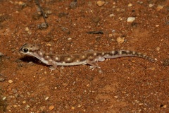Rhynchoedura