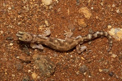 Rhynchoedura