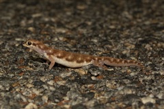 Rhynchoedura