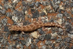Rhynchoedura