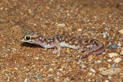 Rhynchoedura