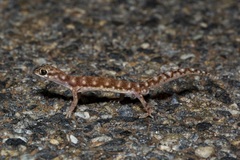 Rhynchoedura