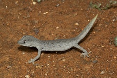 Strophurus ciliaris