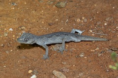 Strophurus ciliaris