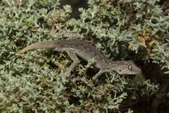 Strophurus ciliaris