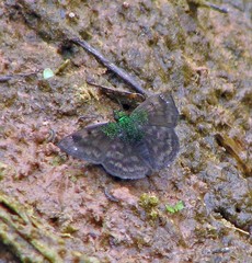 Gorgopas trochilus