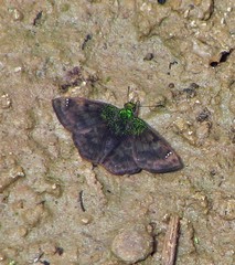 Gorgopas trochilus