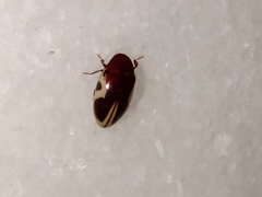 Chelonarium ornatum