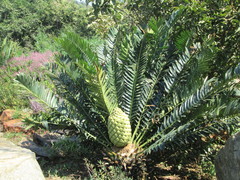 Encephalartos senticosus