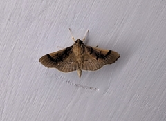 Pilocrocis milvinalis