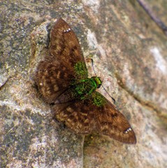 Gorgopas trochilus