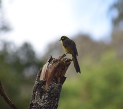 Lichenostomus melanops cassidix