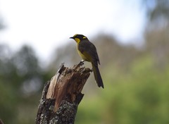 Lichenostomus melanops cassidix