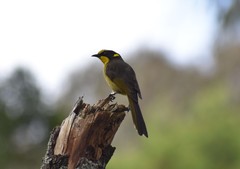 Lichenostomus melanops cassidix