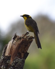 Lichenostomus melanops cassidix