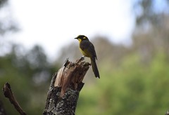 Lichenostomus melanops cassidix