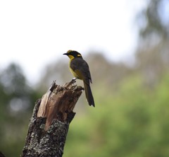 Lichenostomus melanops cassidix