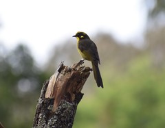 Lichenostomus melanops cassidix