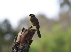Lichenostomus melanops cassidix