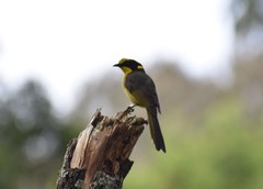 Lichenostomus melanops cassidix