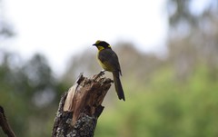 Lichenostomus melanops cassidix