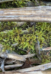 Campylophyllopsis hispidula