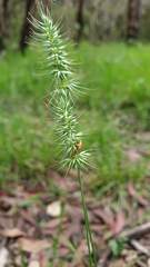 Echinopogon caespitosus