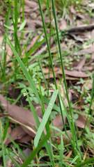 Echinopogon caespitosus