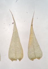 Campylophyllopsis hispidula