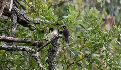 Lichenostomus melanops cassidix