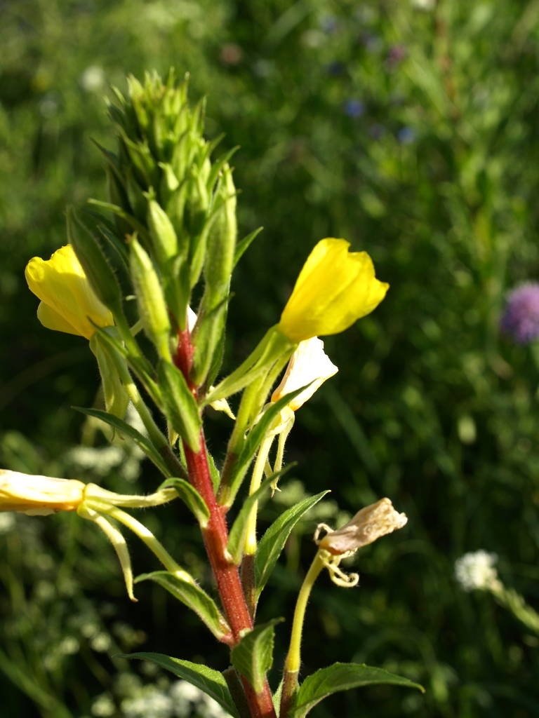Redstem evening primrose
