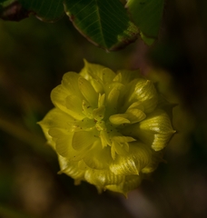 Trifolium campestre