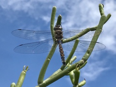 Rhionaeschna multicolor