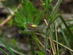 Xanthosia huegelii