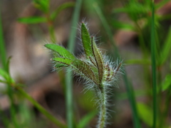 Xanthosia huegelii