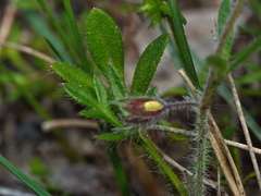Xanthosia huegelii
