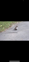 Sciurus carolinensis