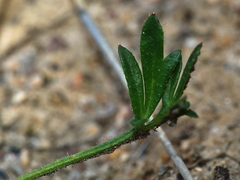 Xanthosia huegelii