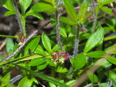 Xanthosia tasmanica