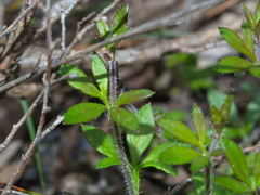 Xanthosia tasmanica