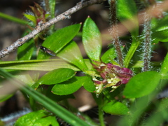 Xanthosia tasmanica