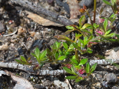Xanthosia tasmanica