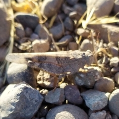 Trimerotropis ochraceipennis