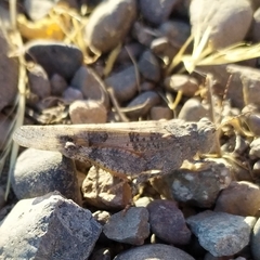 Trimerotropis ochraceipennis