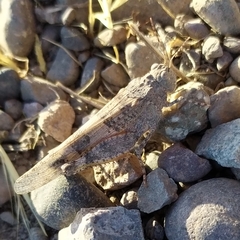 Trimerotropis ochraceipennis