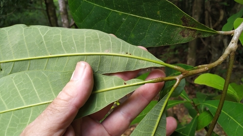 Image of Semecarpus australiensis by (c) Steve Fitzgerald, some rights reserved (CC BY-SA)